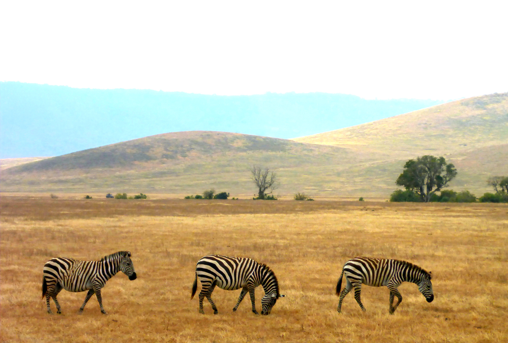 Aufregende Safari im Ngorongoro Krater| Ost Afrika| Tansania 2021