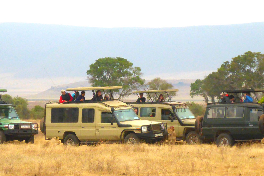 Safari Jeeps