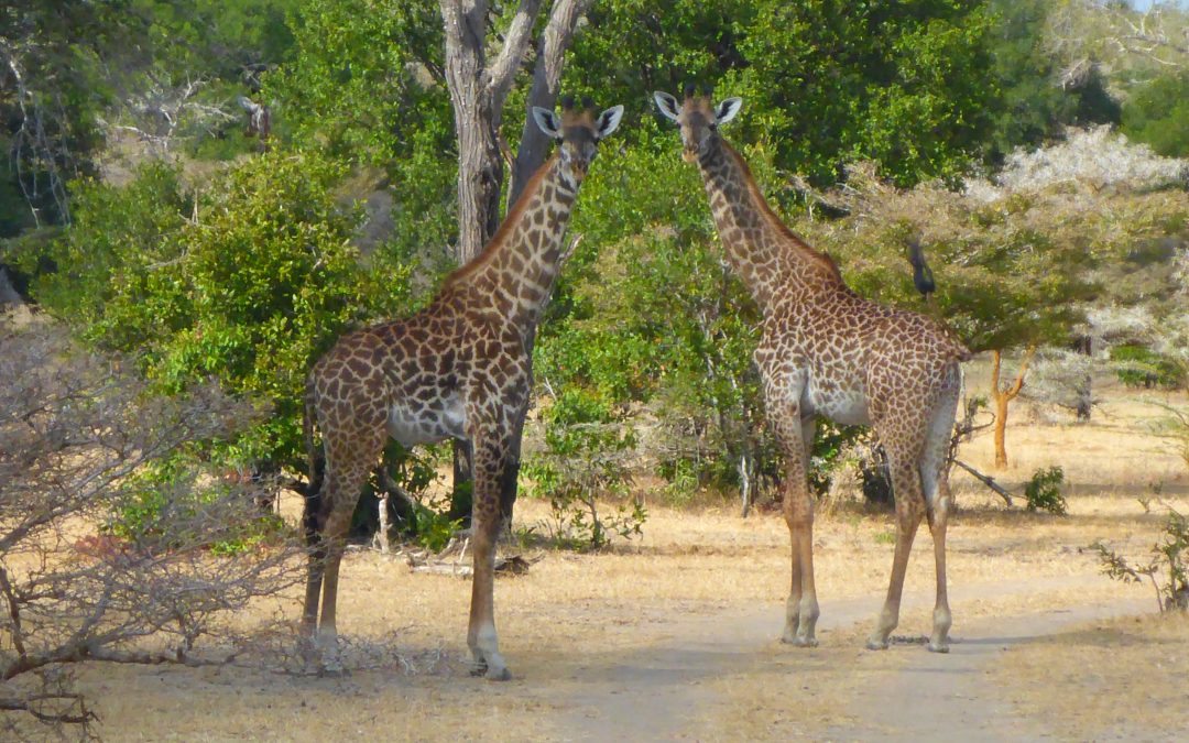 Safari im grandiosen Selous Nationalpark | Reise von Sansibar zum Selous | Afrika |Tansania |