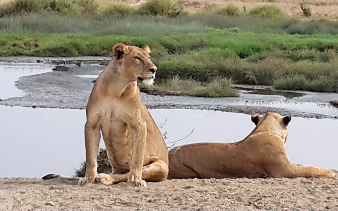 Afrika|Tansania| Mein Abenteuer Safari| Die große Serengeti