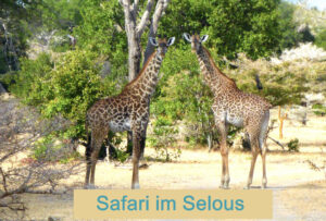 Safari im Selous