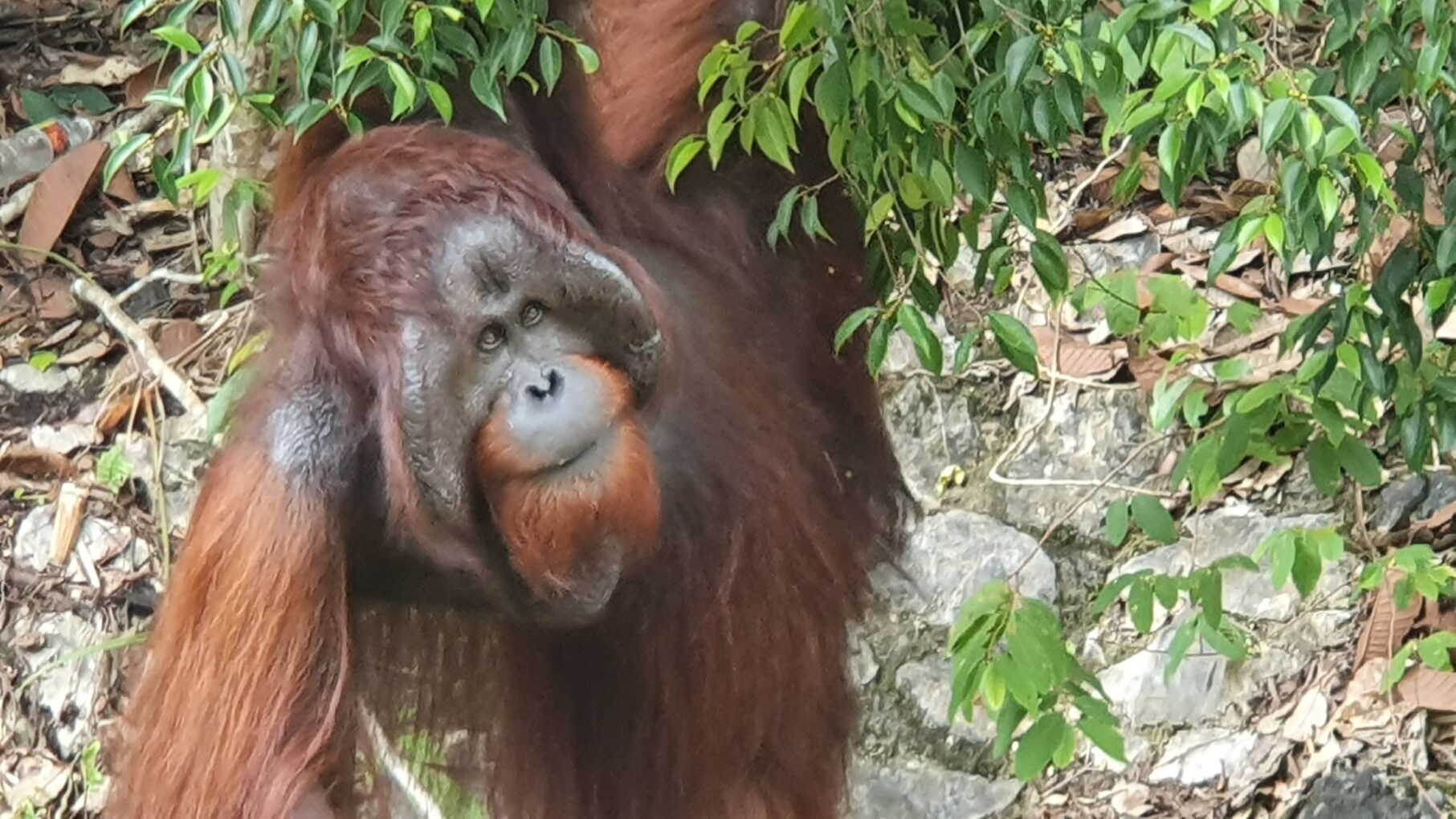 Malaysia- Borneo-Touren in den Bako Nationalpark- die Orang Utans in Semenggoh, Mount Kinabalu, Kuching